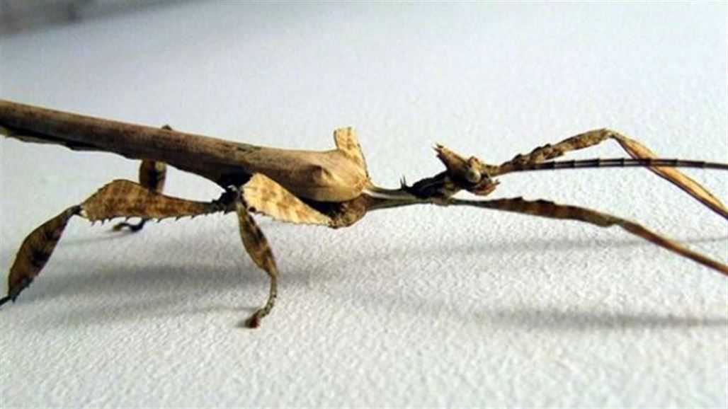 اكتشاف حشرة بطول طفل كم يبلغ حجمها وأين؟
