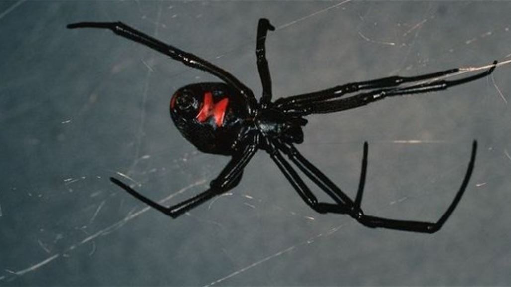 العثور على "الأرملة السوداء" جنوبي الحلة