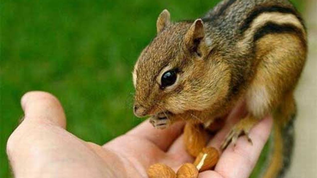 سنجاب كلّفها 2 مليون دولار