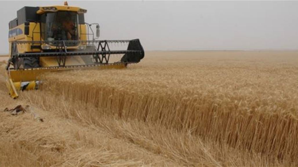 زراعة كركوك تسوق 37 الف طن من الحنطة والشعير