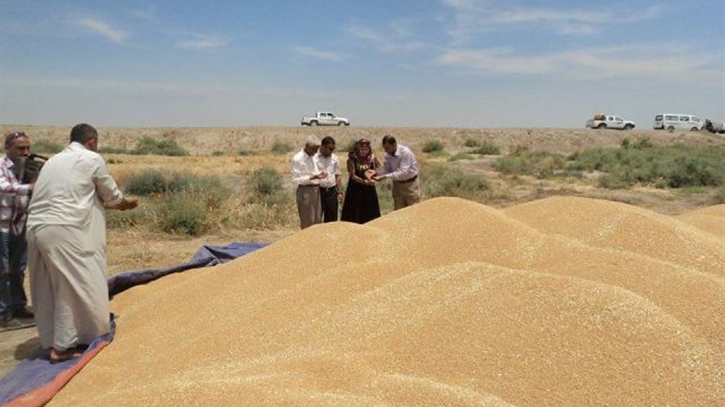 التجارة: كميات الحنطة المسوقة لهذا العام بلغت ما يقارب المليوني طن
