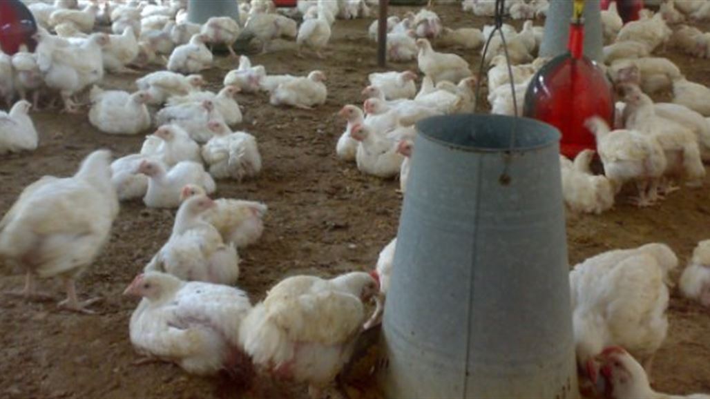 مرض خطير يصيب 20% من دواجن كركوك