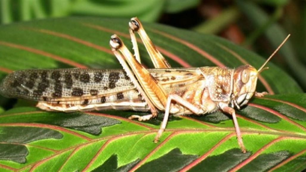 تجنيد الجراد للوقاية من الهجمات الإرهابية