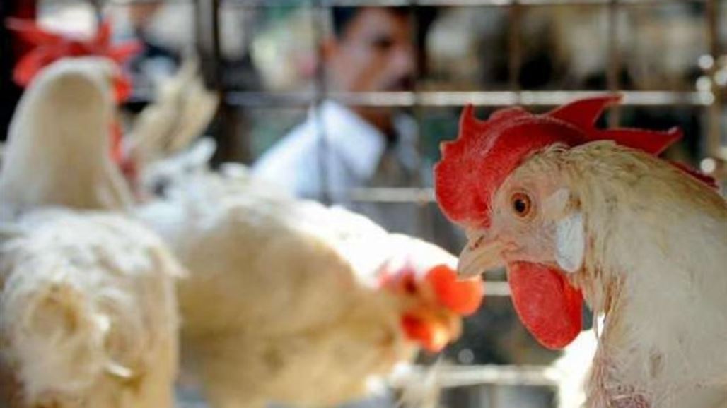 منع ادخال الدجاج الحي والبيض الى واسط