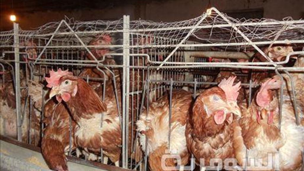 بالصور.. فرق البيطرة بواسط تعدم اكثر من 5 الاف دجاجة مصابة بانفلونزا الطيور