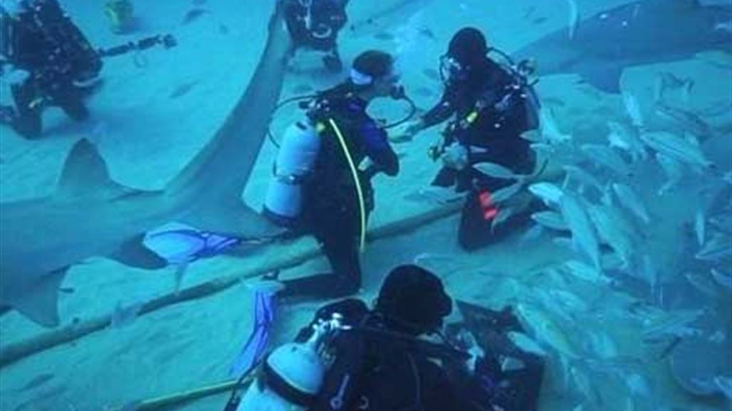  طلب يدها بين أسماك القرش