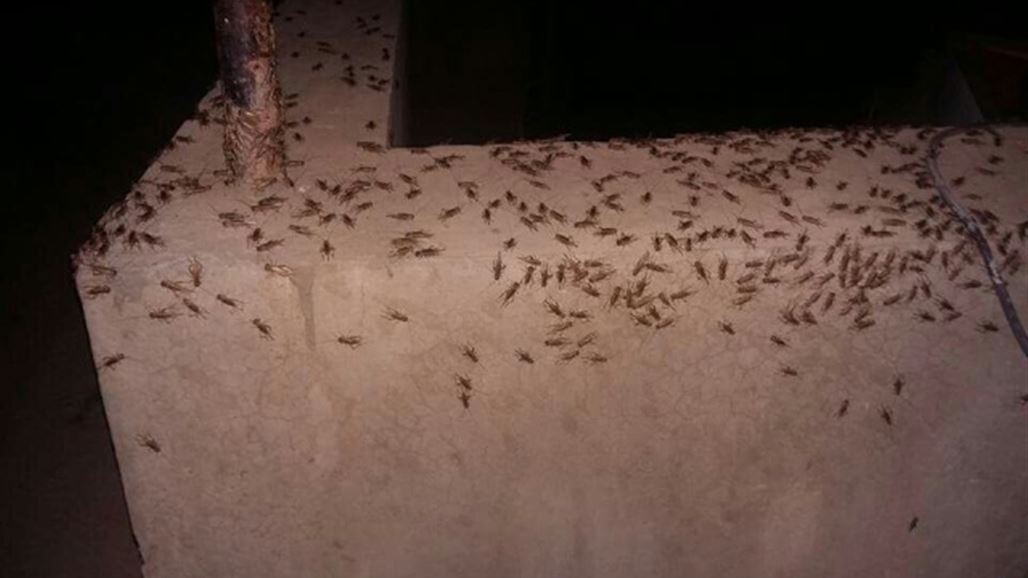 ظهور صرصور الحقل في كركوك وصحة المحافظة تتخذ اجراءات وقائية