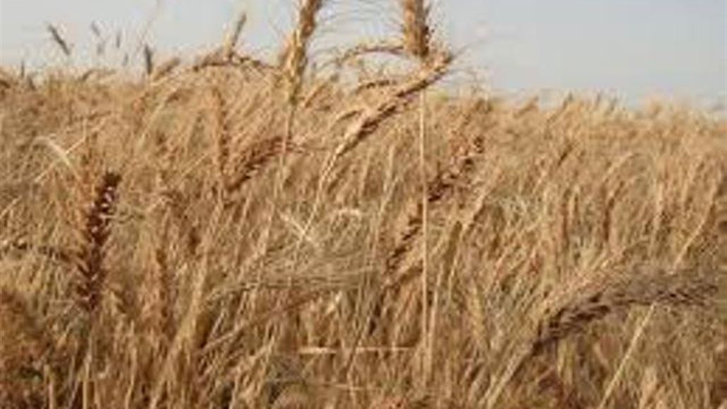 زراعة كردستان: إنتاج المحاصيل الزراعية الرئيسية يفوق حالياً حاجة السوق المحلية للإقليم