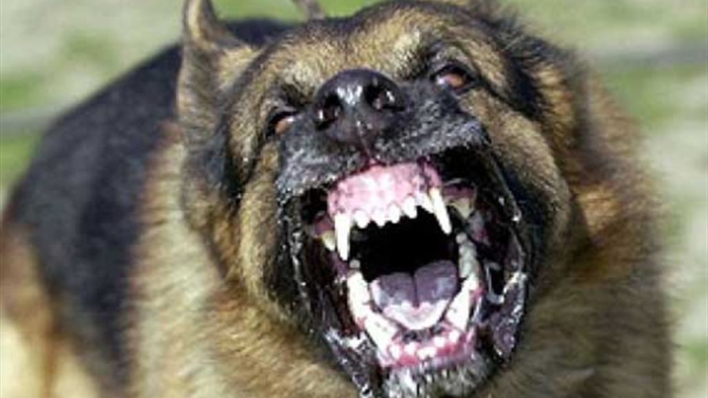 بالفيديو: هكذا تحمي نفسك من خطر هجوم الكلاب