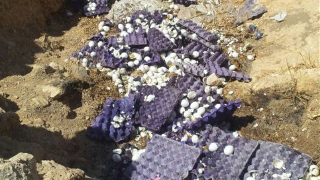 ضبط شحنة بيض فاسد شمال غرب بعقوبة