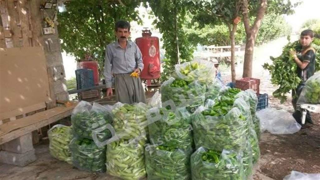 آزاد.. مزارع جذب الأنظار بثلاثة محاصيل على جذع واحد