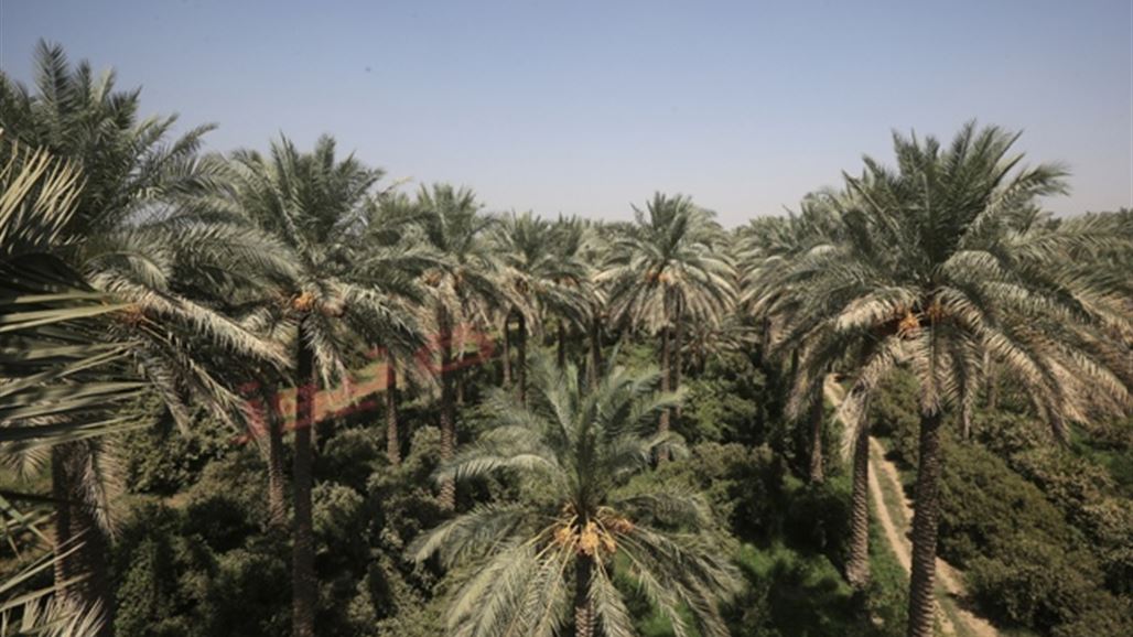 بالصور .. كنز عراقي متجدد بأيدي فلاحين بسطاء في واسط