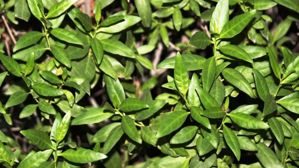 الكونوكاربس تسبب بانقطاع الماء عن منطقة سكنية في البصرة