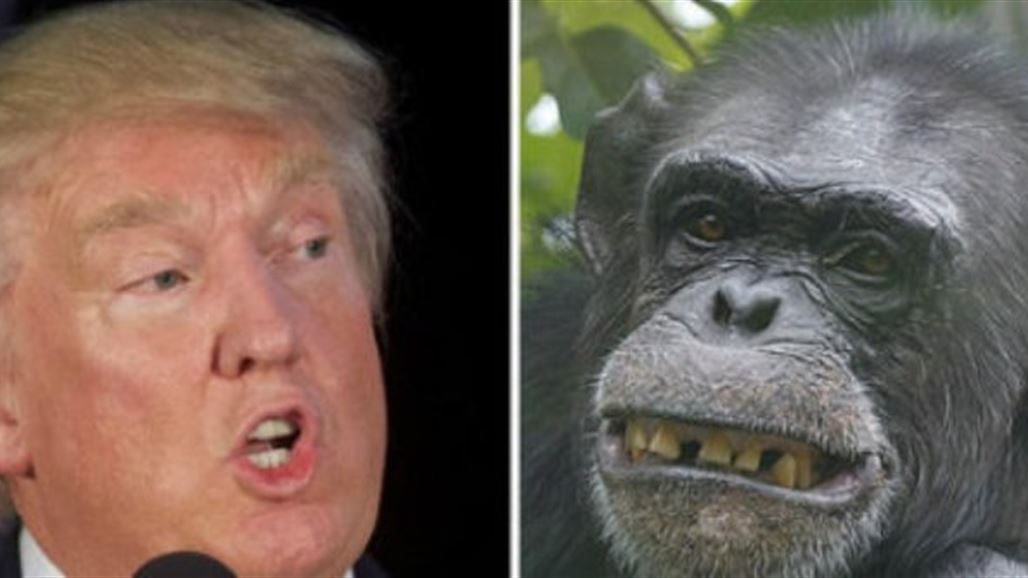 عالمة أنثروبولوجي تشبه تصرفات ترامب بـ"الشمبانزي"