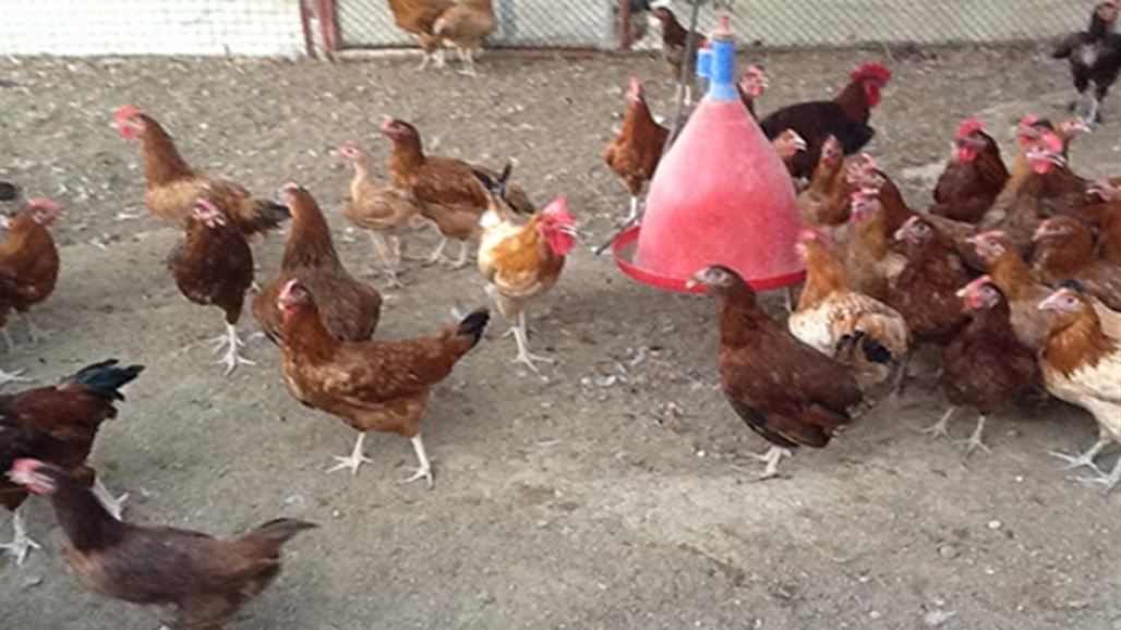 البيطرة: انفلاونزا الطيور أصبح متوطناً في العراق وسنعلن السيطرة عليه الشهر المقبل