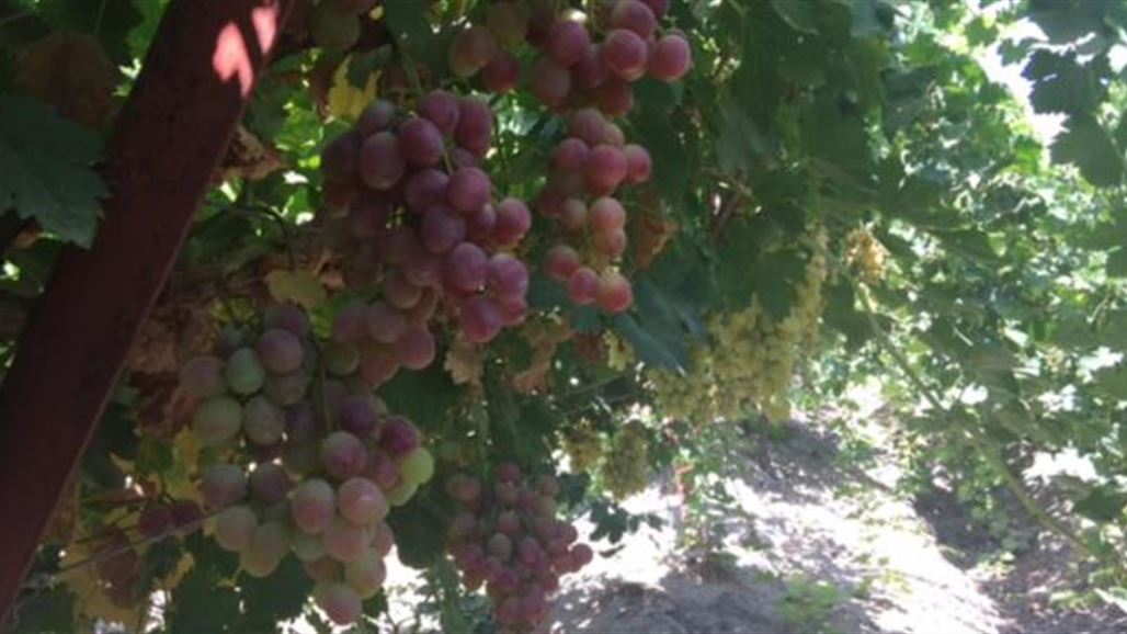 زراعة ديالى: خسرنا اكبر واحة للاعناب بعد حزيران 2014