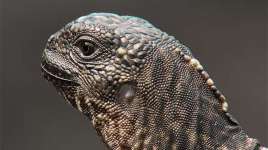 من له عمر لا تقتله شدة..... فيديو اكثر من رائع