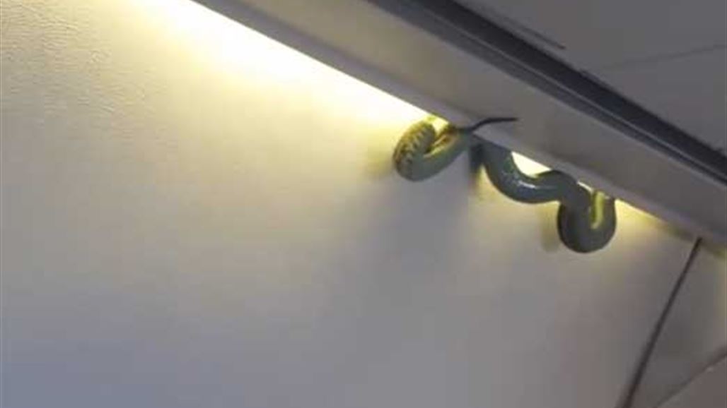 بالفيديو: أفعى تتدلى على رؤوس ركاب طائرة مكسيكية