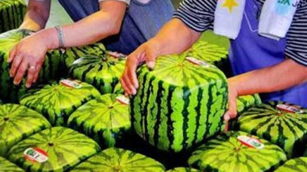 بالفيديو: أغرب نوع بطيخ في العالم...لن تصدقوا حجمه!
