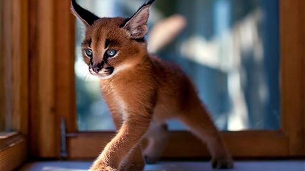 بالصّور: هل شاهدتم من قبل لقطات للحيوانات بهذه الرّوعة؟