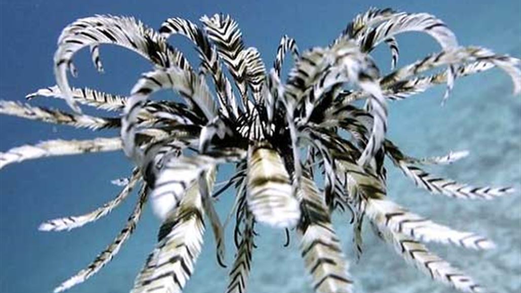  "نجمة البحر" بعدسة غطاس محترف