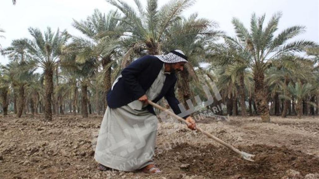 السوسة الحمراء تستمر بتهديد زراعة النخيل في البصرة بعد تفشيها في سفوان