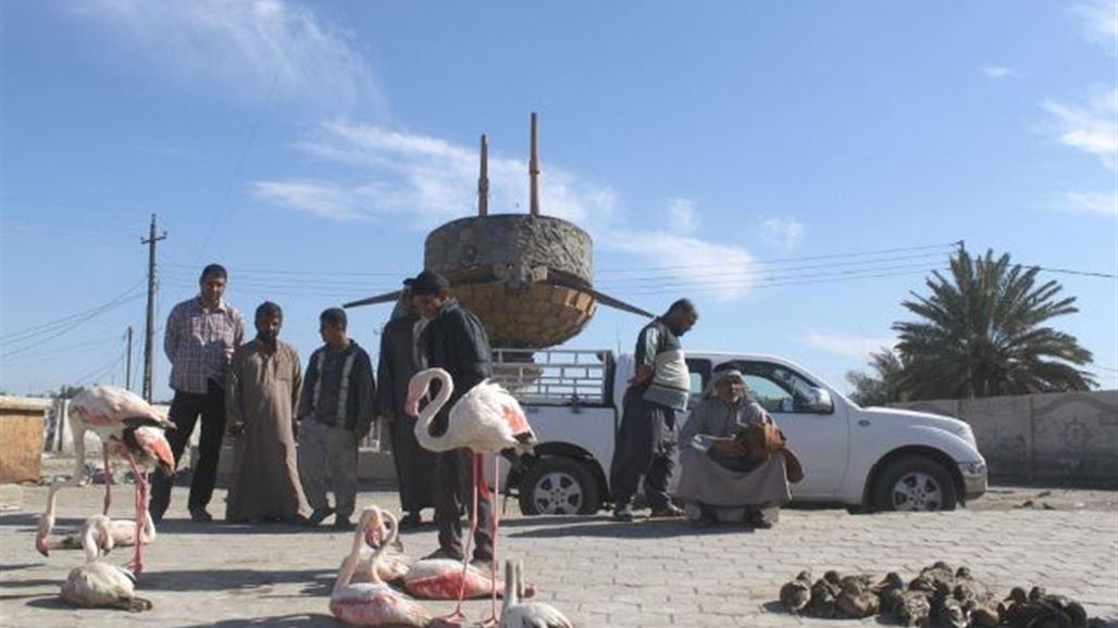 اجراءات حكومية في البصرة لحماية طائر (الفلامنكو) المهاجر