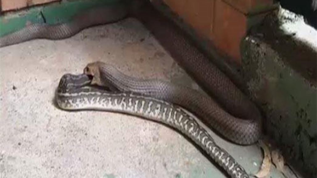 بالفيديو: ما لن تصدقّوه... ثعبان يلتهم آخر حيّاً