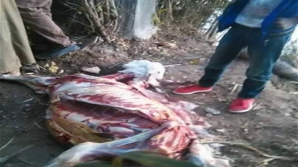 أعراض لافتة تعلم الإنسان بالوقوع ضحية نصب بأكل لحم حمير