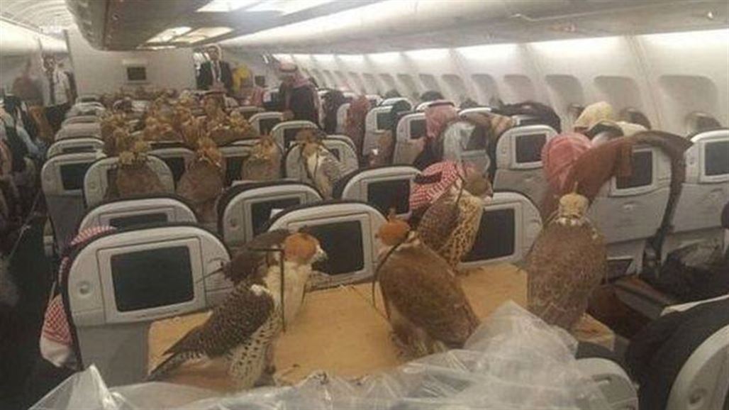 ثمانون صقرًا في رحلة جويّة متجهة إلى جدّة... والسّبب؟