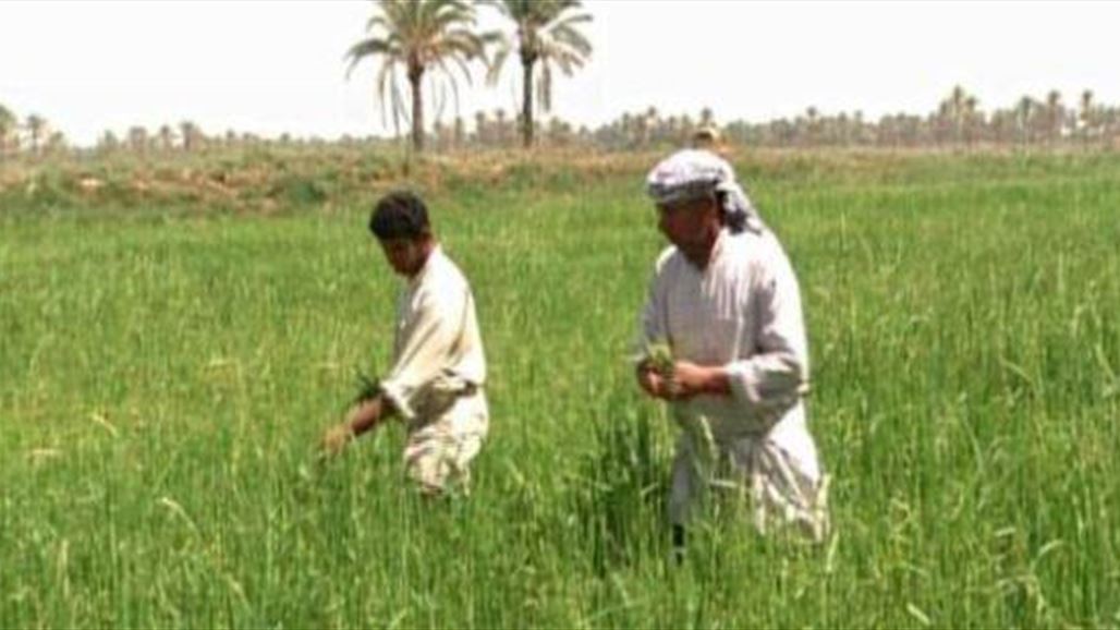 عضو بمجلس ديالى: عشرات المزارعين مطلوبون للقضاء بسبب الديون