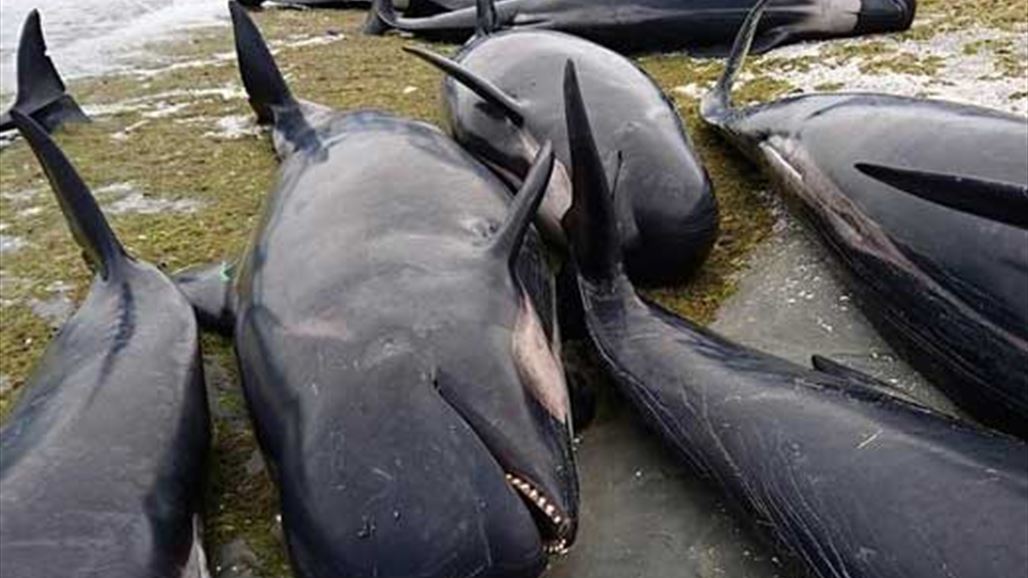 أكبر نفوق جماعي للحيتان منذ عقود