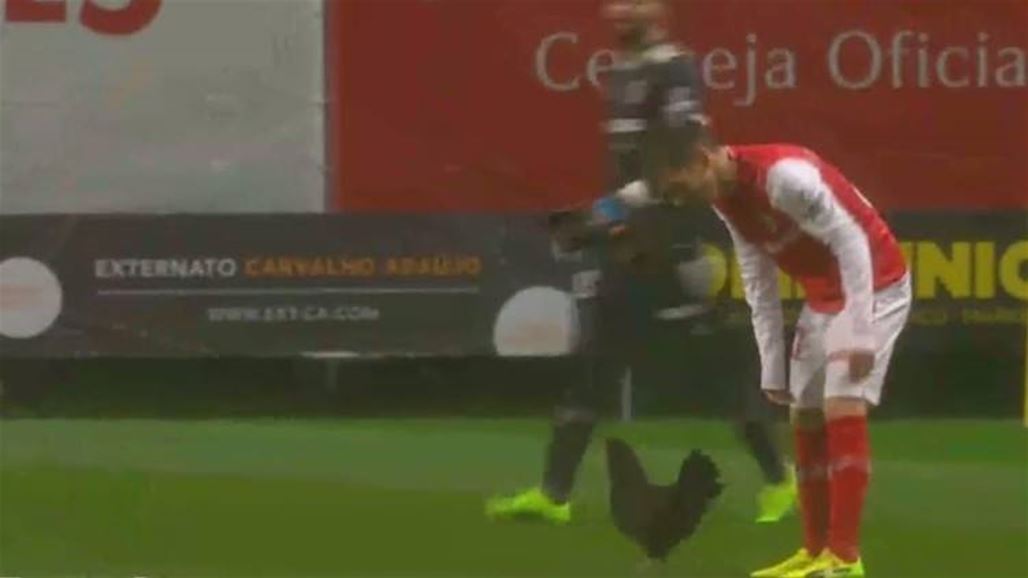 دجاجة توقف مباراة كروية في الدوري البرتغالي