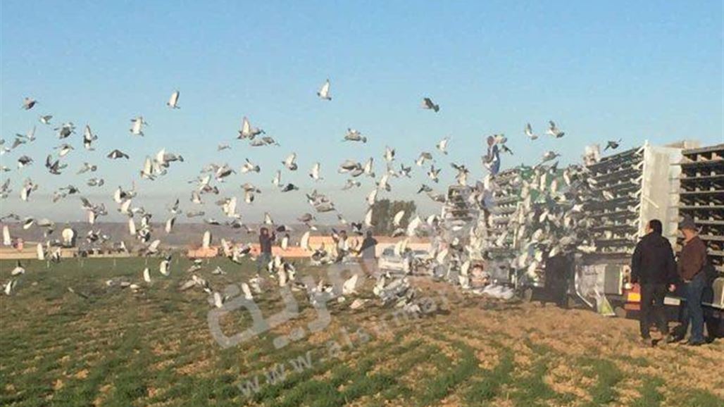 انطلاق بطولة الحمام الزاجل في كركوك بمشاركة 8 الآف طير من 4 محافظات