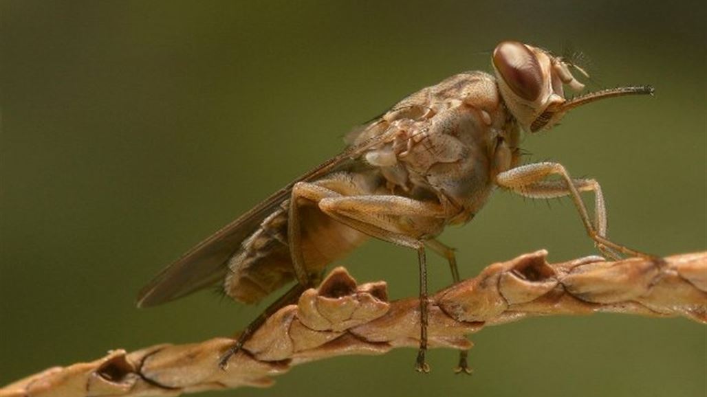 اكتشاف ذباب مفترس لديه نظام توجيه شبيه بالطائرات الحربية