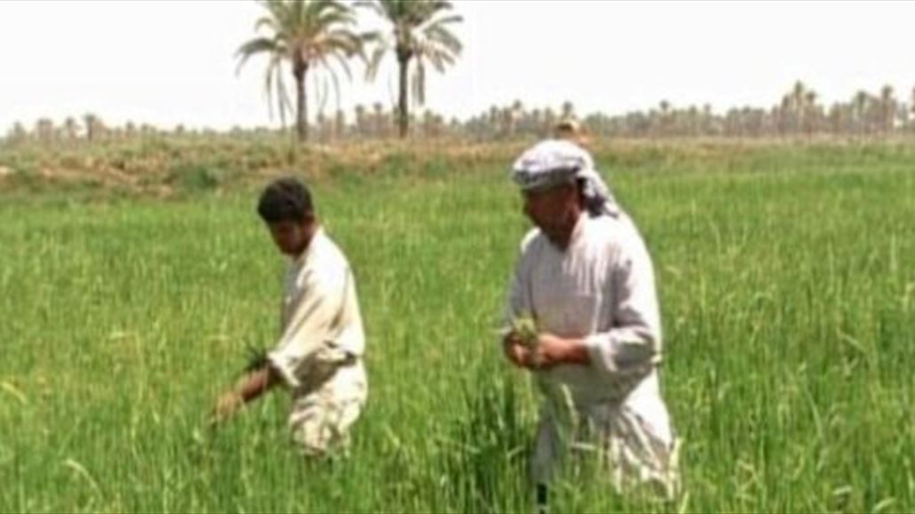 مجلس ديالى: المحافظة خسرت 40% من فلاحيها بعد 2003