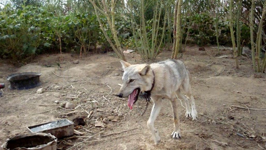 بالصور.. ذئاب متوحشة تتحول الى اليفة بديالى