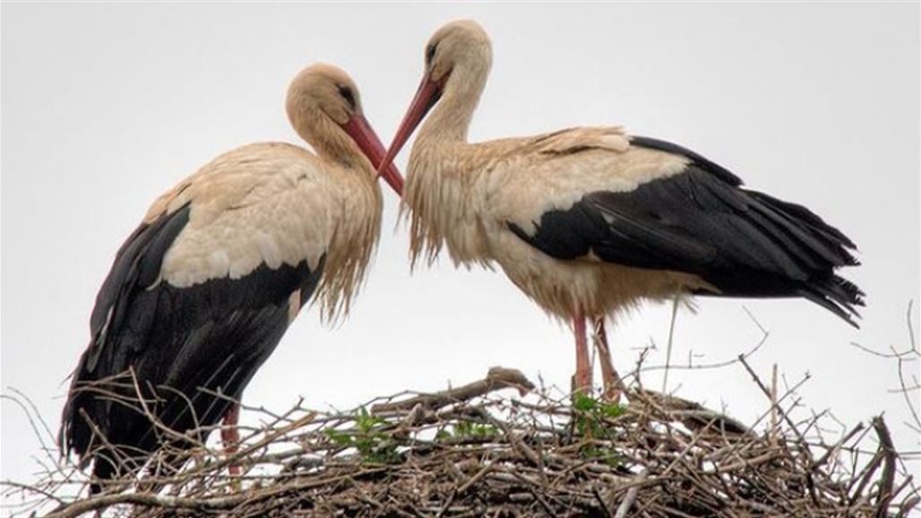 داعية سعودي يلصق تهمة الزنا بطائر اللقلق