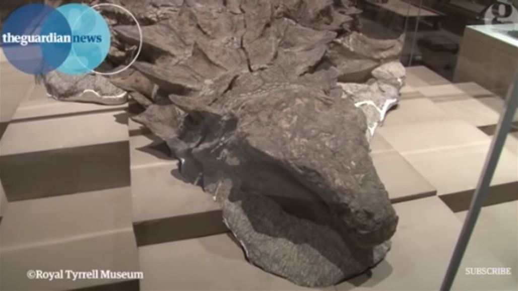 متحف كندي يرفع الستار عن ديناصور مدرع بعد موته بـ110 ملايين عام