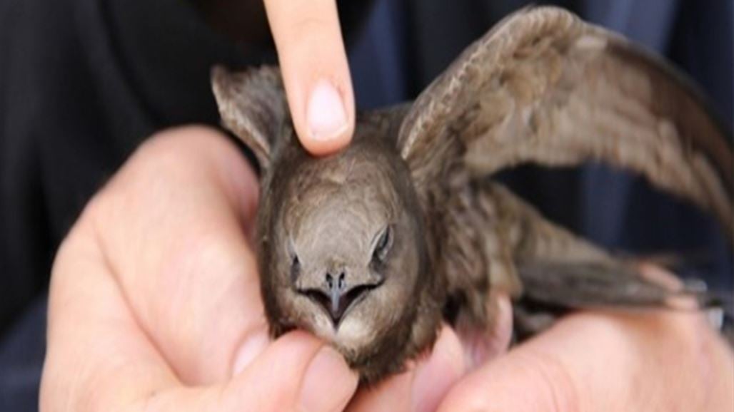 صحيفة: طيور أبابيل تحلق في سماء تركيا