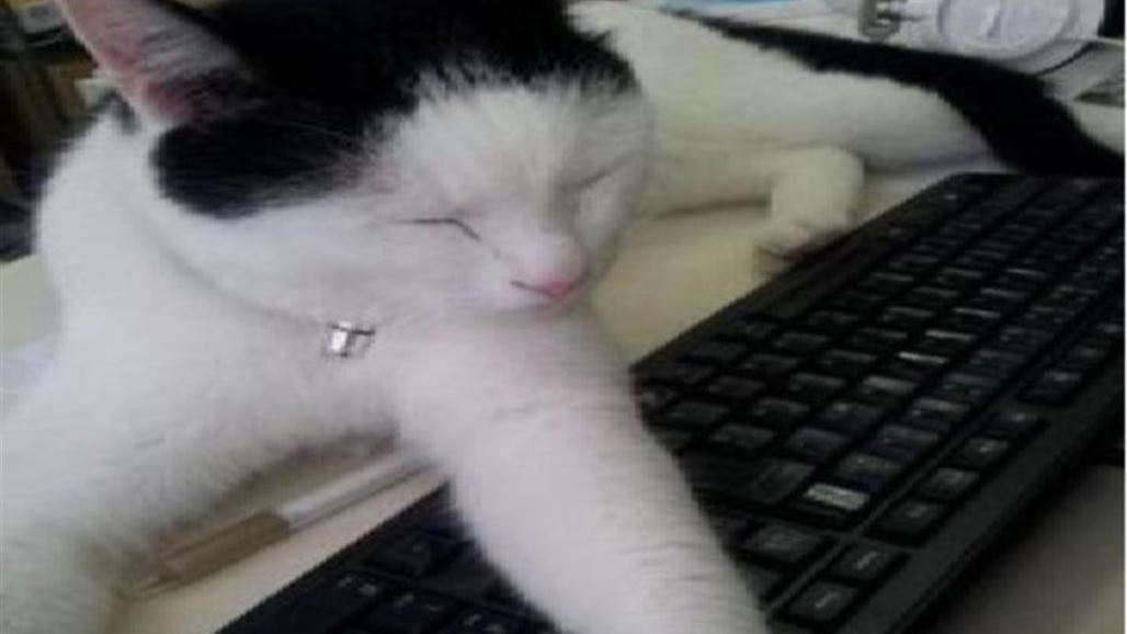 اليابان .. قطط وحيوانات أليفة في المكاتب لتخفيف الضغط النفسي عن الموظفين