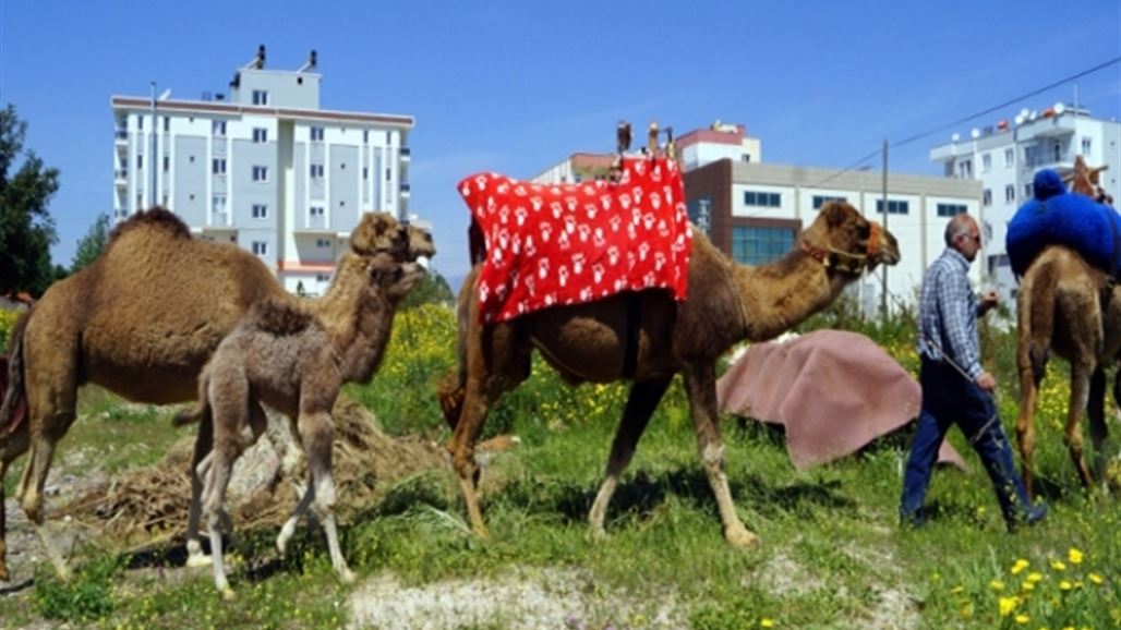 صحيفة: لم يتبقى إلا 1500 جمل فقط في تركيا