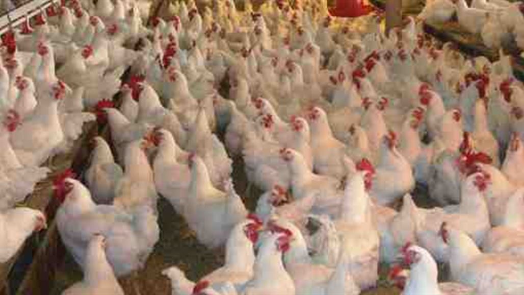 بالصور.. نوم عامل يسبب هلاك آلاف الدواجن في أربيل