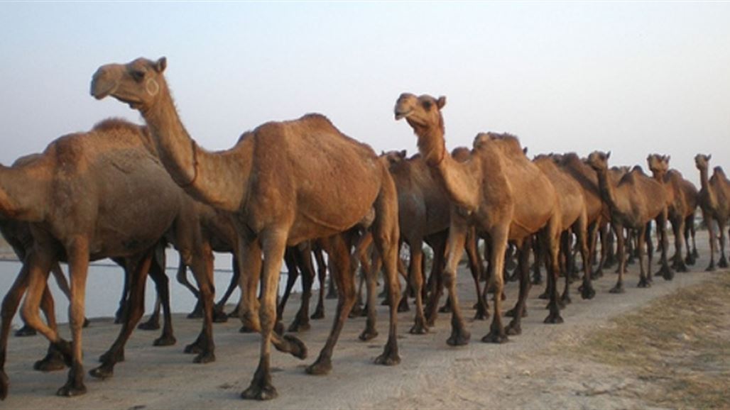 السعودية تعاقب "الإبل والأغنام" القطرية