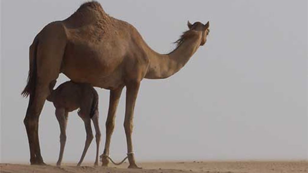 السعودية تطرد الجمال والأغنام القطرية