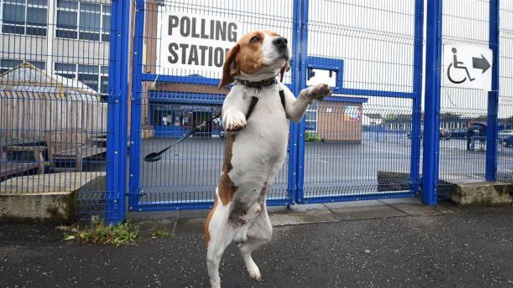 سكان قرية أميركية ينتخبون كلباً لرئاسة البلدية