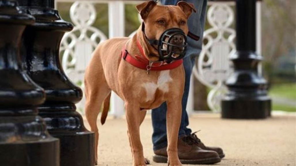 للمرة الرابعة.. انتخاب كلب "رئيسا" لبلدية في كنتاكي