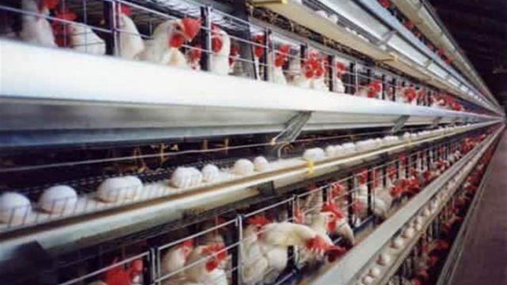 زهور نوروز: نتعرض للابتزاز من جهة سياسية لعرقلة أكبر مشروع استثماري في العراق