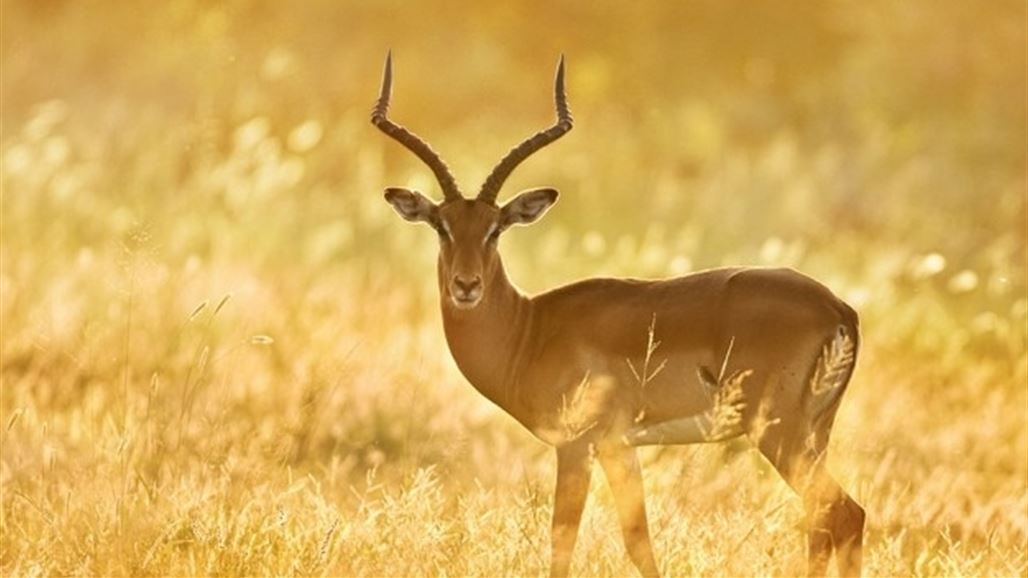 بالصور.. أجساد مخضبة بالدماء لحماية الحيوانات في السليمانية
