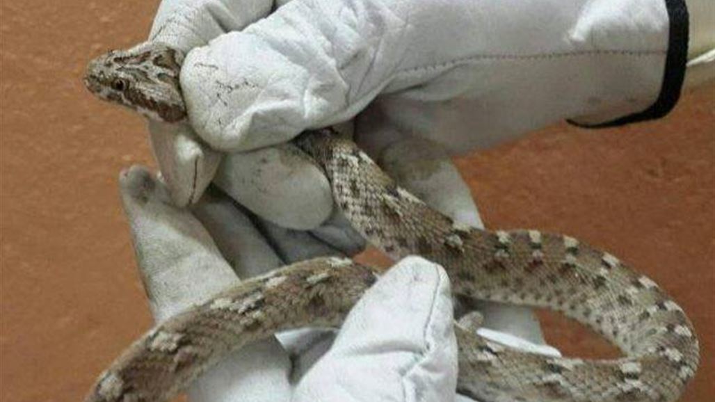 افتتاح مركز في البصرة لإنتاج أمصال تعالج لدغات الأفاعي السامة